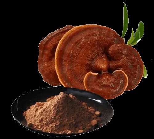 Ganoderma Mushroom