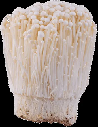 Lion's Mane Mushroom