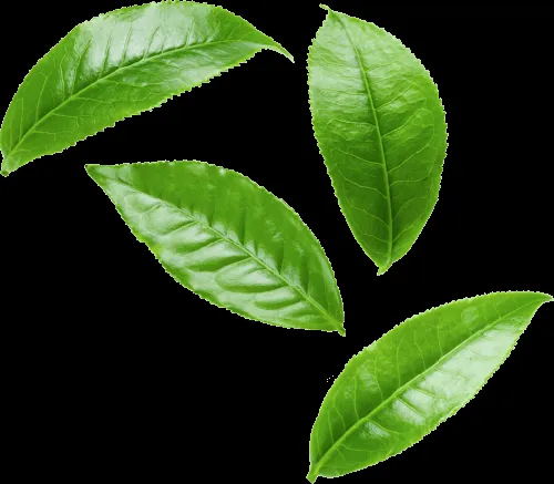 Herbal tea leaves for brain detox